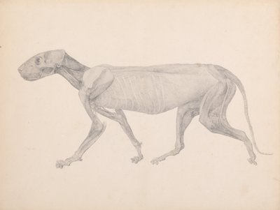 A Comparative Anatomical Exposition of the Structure of the Human Body with that of a Tiger and a Cow by George Stubbs